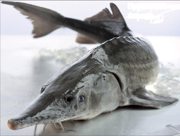 Sturgeon Fish