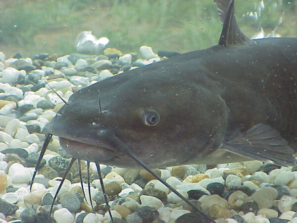 Cat fish - Image 3