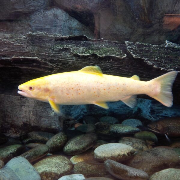 Albino salmon